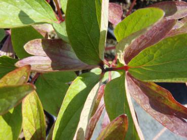 .Paeonia officinalis Alba Plena - Bauern-Pfingstrose Alba Plena