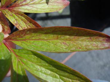 Paeonia officinalis Alba Plena