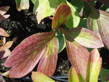 .Paeonia officinalis Rubra Plena - Bauern-Pfingstrose Rubra Plena