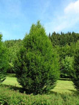 Säulen-Hainbuche - Carpinus betulus Fastigiata