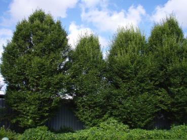 Ältere Exemplare von Carpinus betulus Fastigiata