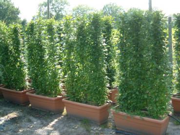 Carpinus betulus Fastigiata Heckenelement 160 x 90 x 30 cm