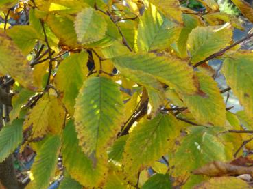 Herbstlaub der Säulenhainbuche