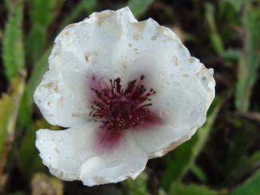 .Papaver orientale Royal Wedding - Mohn, Orientalischer Mohn Royal Wedding