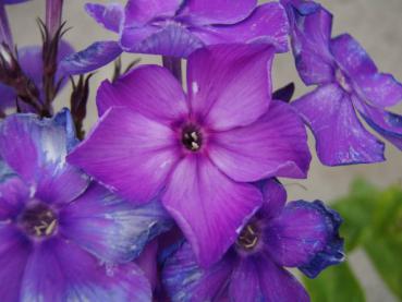 .Phlox paniculata Blue Paradise - Flammenblume, Große Flammenblume Blue Paradise