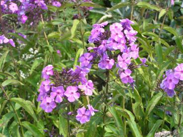 Phlox paniculata Blue Paradise in Blüte