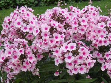 .Phlox paniculata Europa - Flammenblume, Große Flammenblume Europa