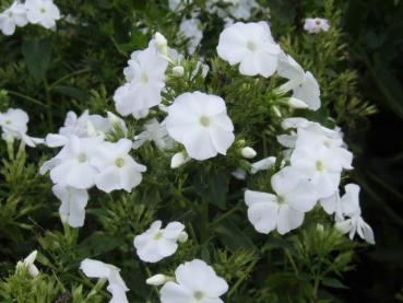 .Phlox paniculata David - Flammenblume, Große Flammenblume David