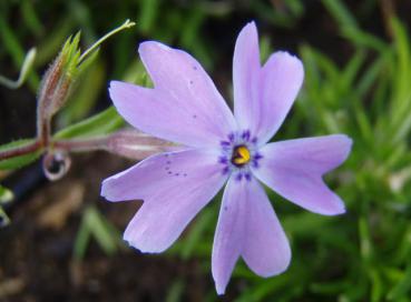 .Phlox subulata Emerald Cushion Blue - Polster-Flammenblume Emerald Cushion Blue