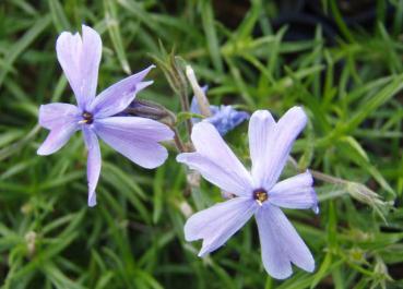 .Phlox subulata G. F. Wilson - Polster-Flammenblume G. F. Wilson