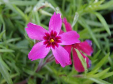 .Phlox subulata Atropurpurea - Polster-Flammenblume Atropurpurea