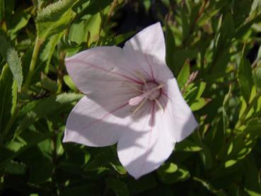 .Platycodon grandiflorus Fuji Pink - Ballonblume Fuji Pink