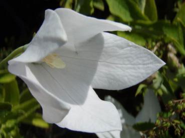 .Platycodon grandiflorus Fuji White - Ballonblume Fuji White