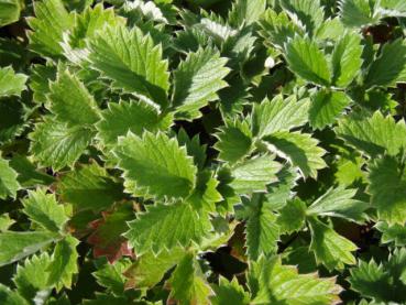 .Potentilla atrosanguinea - Fingerkraut, Blutrotes Fingerkraut