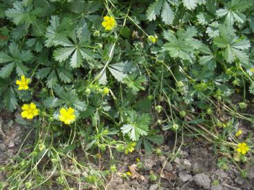 .Potentilla aurea - Fingerkraut, Gold-Fingerkraut