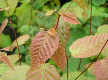 Carpinus caroliniana - Amerikanische Weißbuche