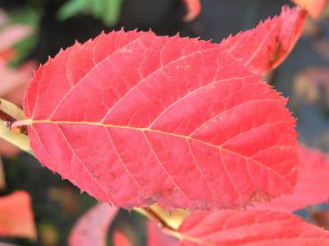 Herbstfärbung der Amerikanischen Weißbuche