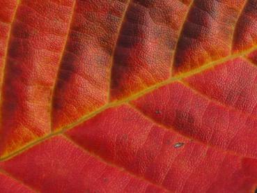 Kontrastreiche Herbstfärbung bei Carpinus carolianum