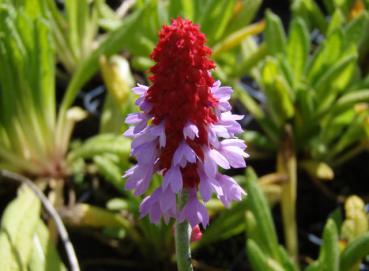 .Primula vialii - Primel, Orchideen-Primel