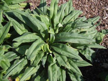 .Pulmonaria dacica Blaues Meer - Lungenkraut, Schmalblättriges Lungenkraut