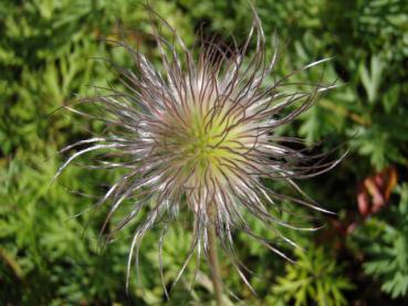 .Pulsatilla vulgaris