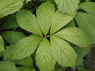 .Rodgersia aesculifolia - Schaublatt, Kastanienblättriges Schaublatt