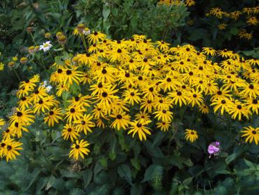 .Rudbeckia fulgida Goldsturm - Sonnenhut Goldsturm