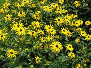 Rudbeckia fulgida Goldsturm in Blüte