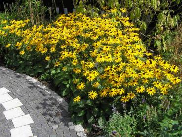 Schöner Wegbegleiter: Rudbeckia fulgida Goldsturm