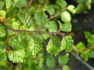 Carpinus coreana - Koreanische Weißbuche