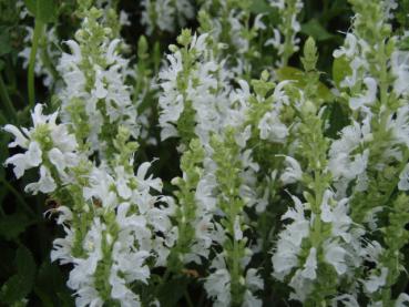 .Salvia nemorosa Adrian - Salbei, Garten-Salbei Adrian