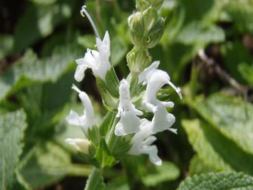 Salvia nemorosa Adrian in Blüte