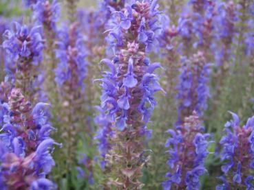 .Salvia nemorosa Blauhügel - Salbei, Garten-Salbei Blauhügel