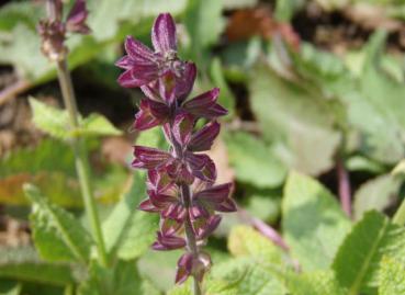 .Salvia nemorosa Mainacht - Salbei, Garten-Salbei Mainacht