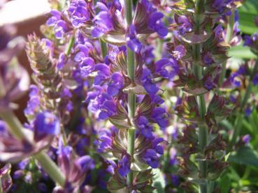 Salvia nemorosa Ostfriesland, Detailaufnahme der Blüte