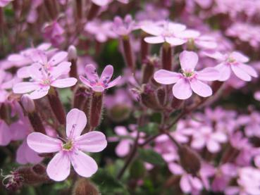 .Saponaria ocymoides - Seifenkraut, Teppich-Seifenkraut