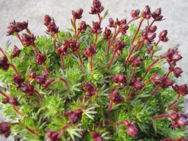 .Saxifraga arendsii Red Cap