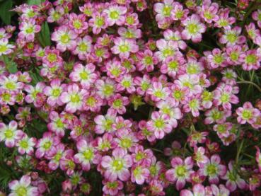 .Saxifraga arendsii Red Cap