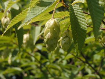 Japanische Hainbuche - Carpinus japonica