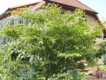 Japanese Hornbeam