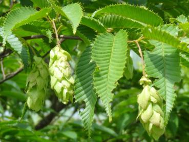 Fruchtstand der Japanische Hainbuche-Carpinus japonica