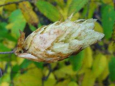 Frucht von Carpinus japonica