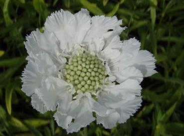 .Scabiosa caucasica Perfecta Alba - Skabiose, Garten-Skabiose