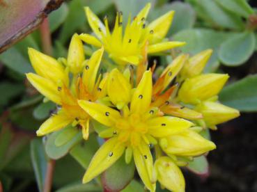 .Sedum floriferum Weihenstephaner Gold - Reichblühendes Fettblatt