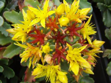 Sedum floriferum Weihenstephaner Gold Fettblatt - gelbe Blüten und rote Früchte