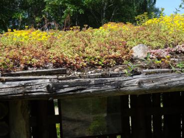 Bepflanzung eines Daches mit u.a. Sedum floriferum Weihenstephaner Gold