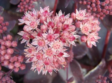 .Sedum spectabile Purple Emperor - Fettblatt, Hohes Fettblatt Purple Emperor