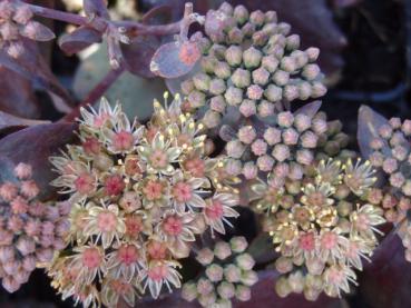 Sedum spectabile Purple Emperor blüht im Spätsommer.