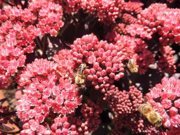 Gute Bienenweide: Sedum spectabile Purple Emperor
