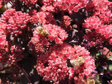 Rosablühende Sedum spectabile Purple Emperor mit dunklen Blättern